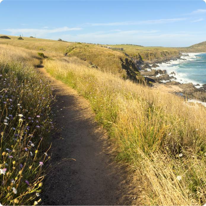 Pathway along a coastal cliff with grass and flowers on a sunny day.